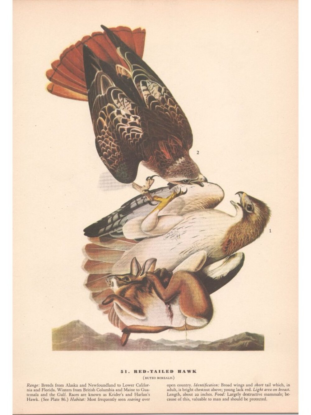 Audubon RED-TAILED HAWK Print 1942 Birds of America Plate 51 Vintage Art